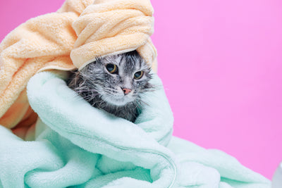 6 razones por las que debes bañar a tu gato