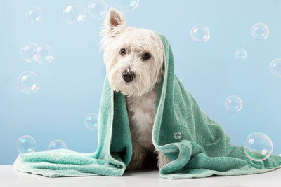 Manteniendo a Tu Mascota Feliz y Saludable: La Importancia del Baño Regular