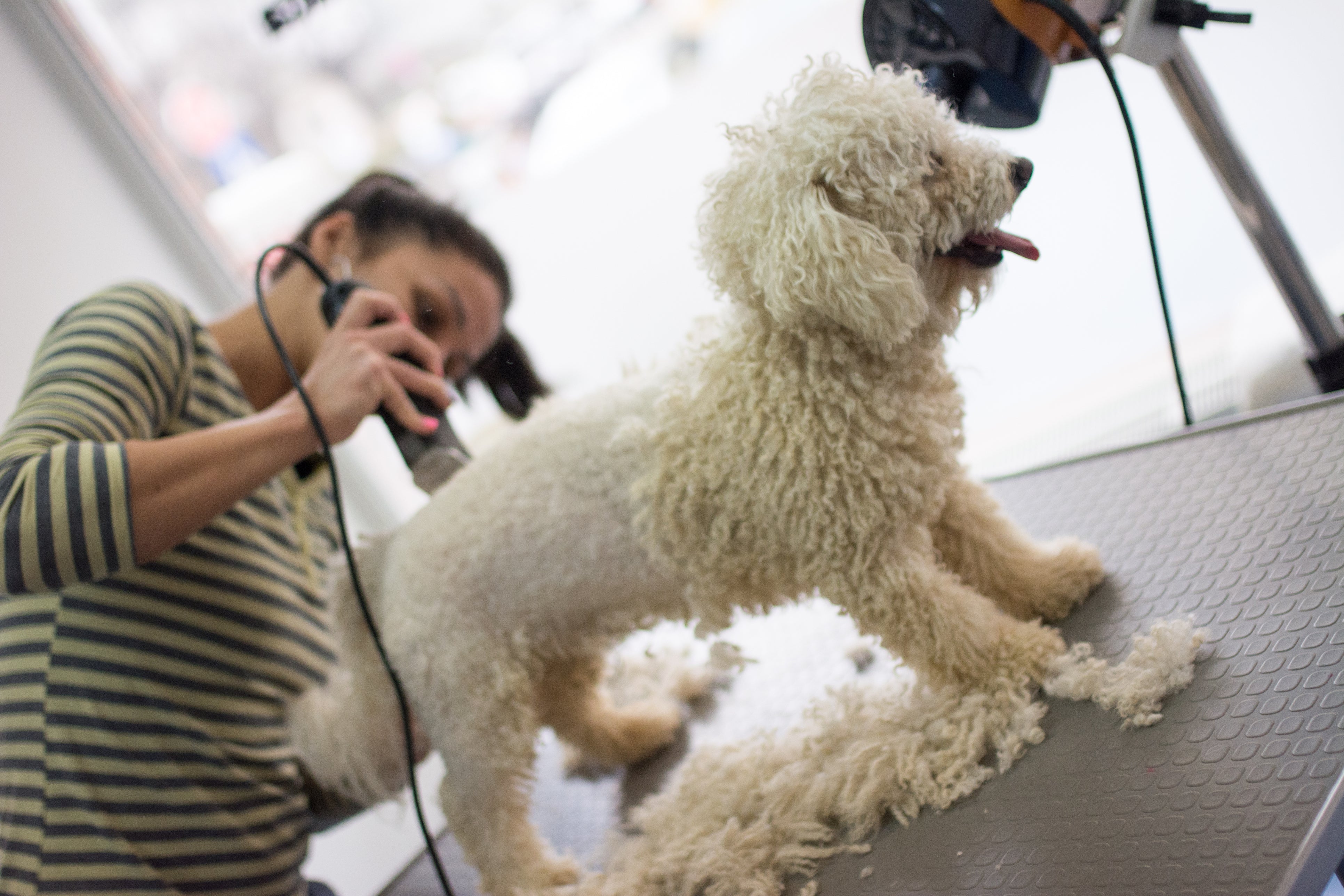 Descubre las Mejores Técnicas de Corte de Pelo para tu Mascota